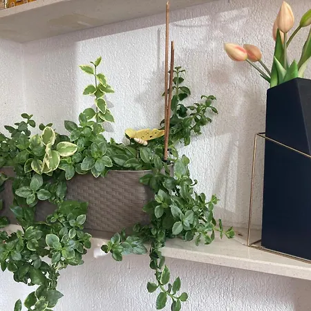 Apartment Pink Wave *